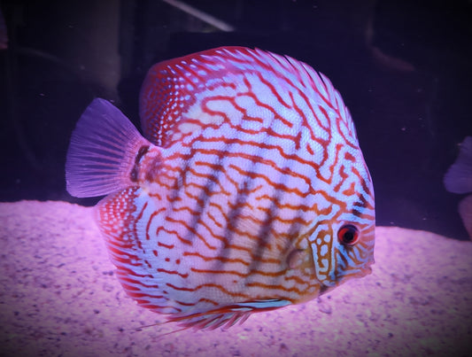 Maintenance des Discus (les bases)