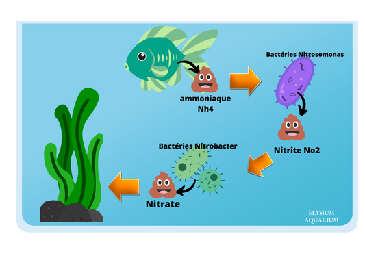 Le cyclage d'un aquarium.