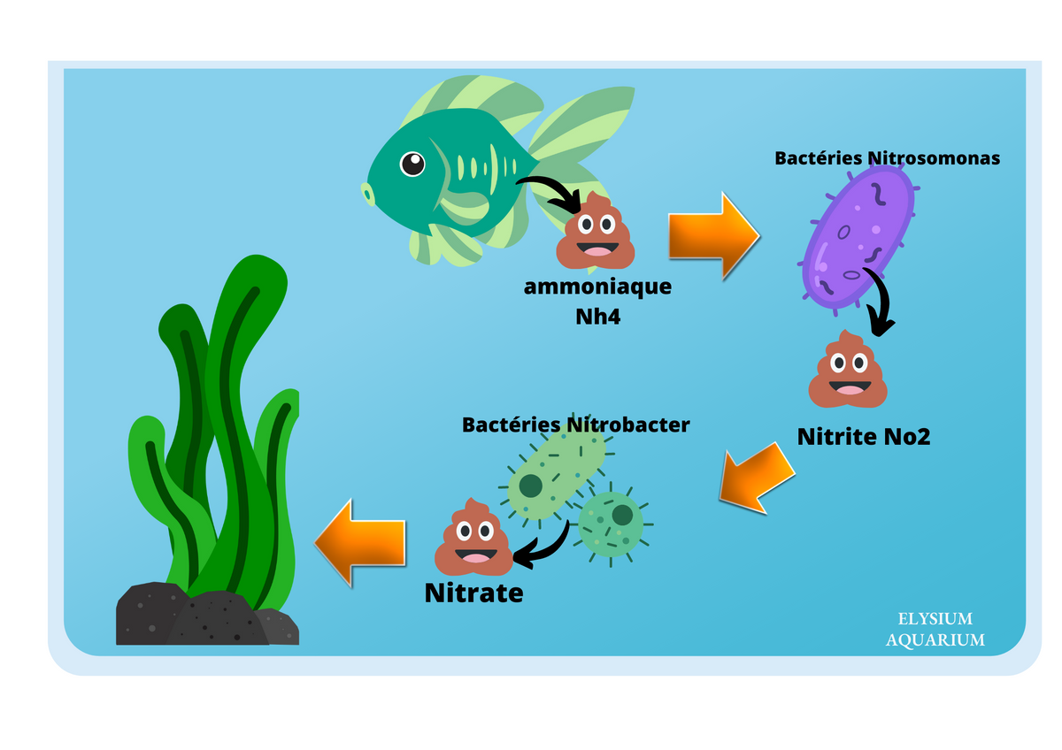Nosaquariums, la faune d'aquarium, poisson, téléostéen, bactérie