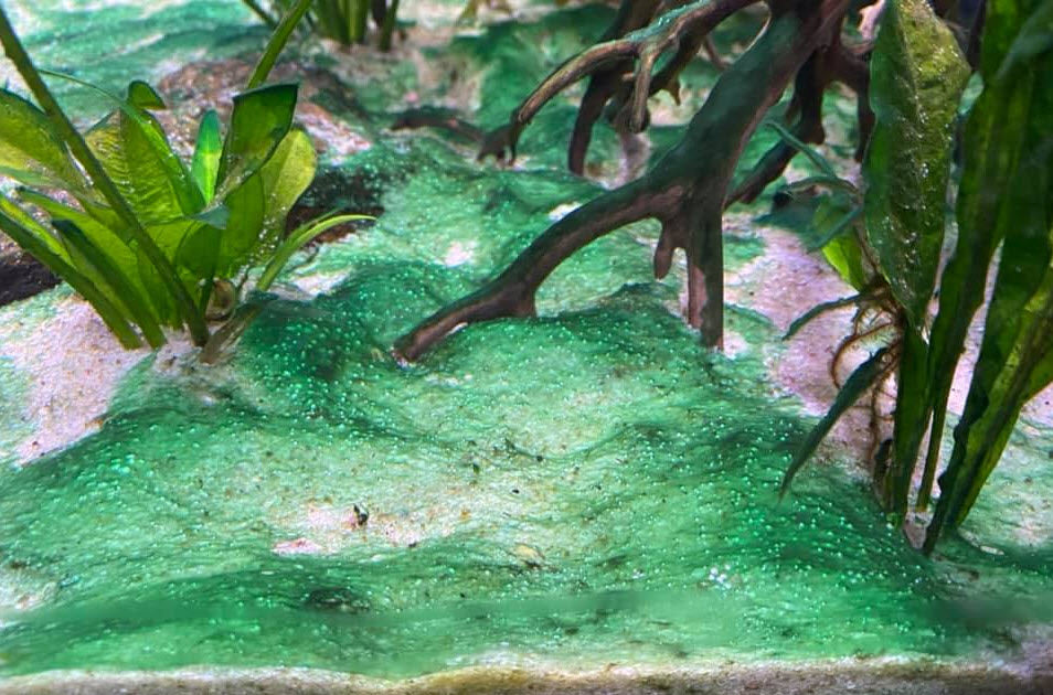 Comment ce débarrasser des cyanobactéries.