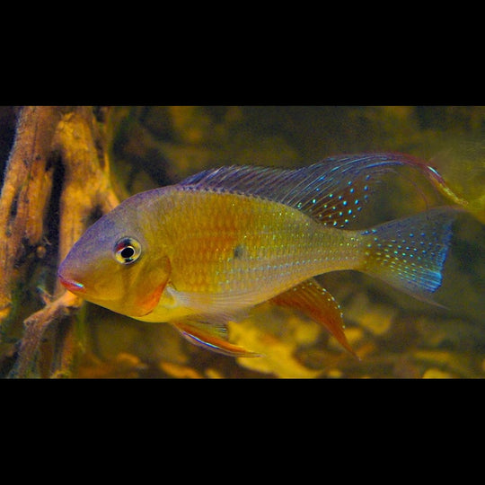 Cichlidé de Heckel sauvage (Acarichthys heckelii) – Sur commande