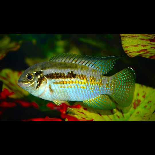 Acara araguaiae sauvage (Laetacara araguaiae) – Sur commande