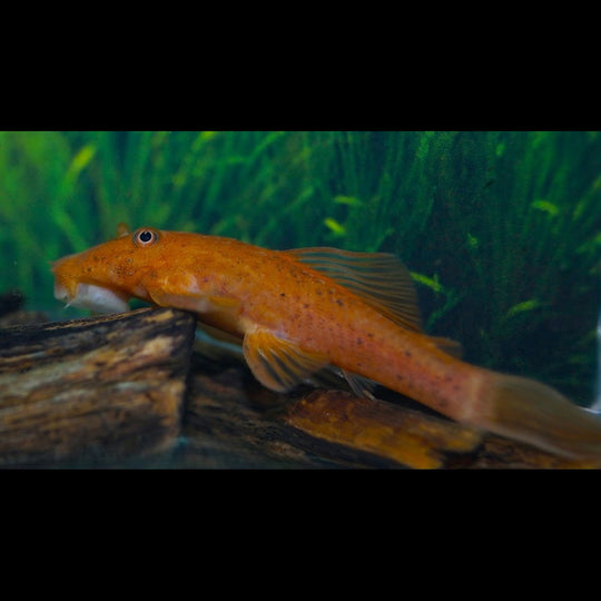 Ancistrus rouge (Ancistrus cf. cirrhosus « red ») – Sur commande