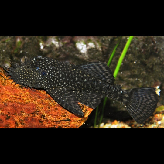 Ancistrus commun (Ancistrus cf. cirrhosus) – Sur commande
