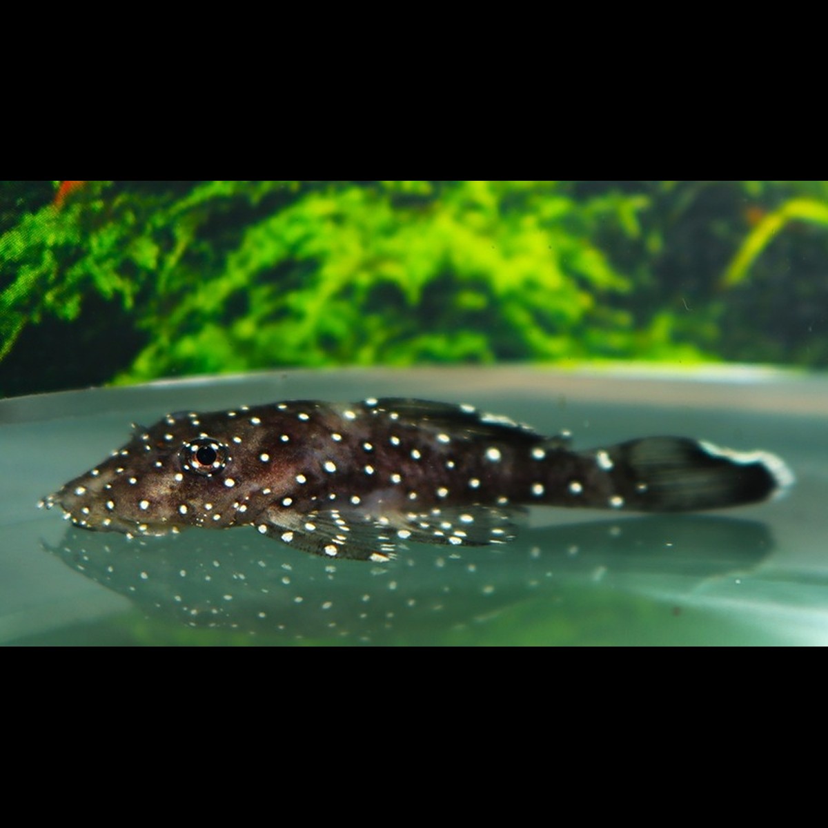 Ancistrus L213 (Ancistrus sp. L213) – Sur commande