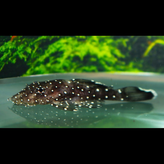 Ancistrus L213 (Ancistrus sp. L213) – Sur commande
