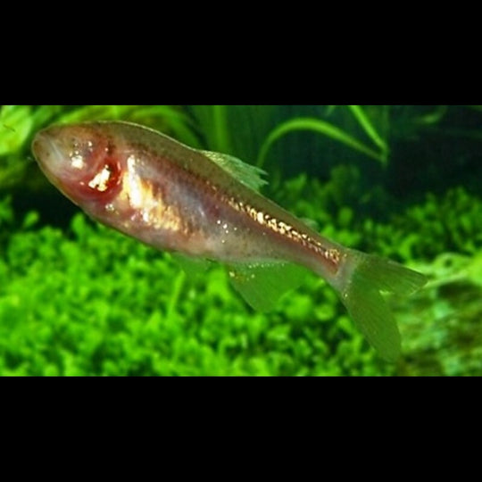 Tétra aveugle (Astyanax mexicanus) – Sur commande