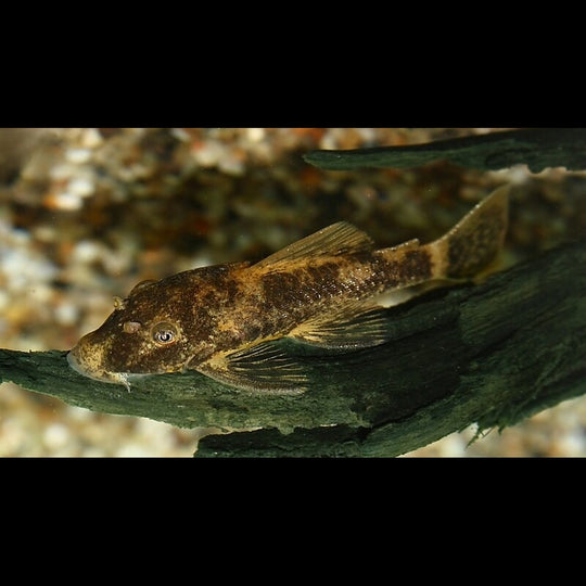 Ancistrus marbré LDA016 (Ancistrus sp. LDA016) – Sur commande