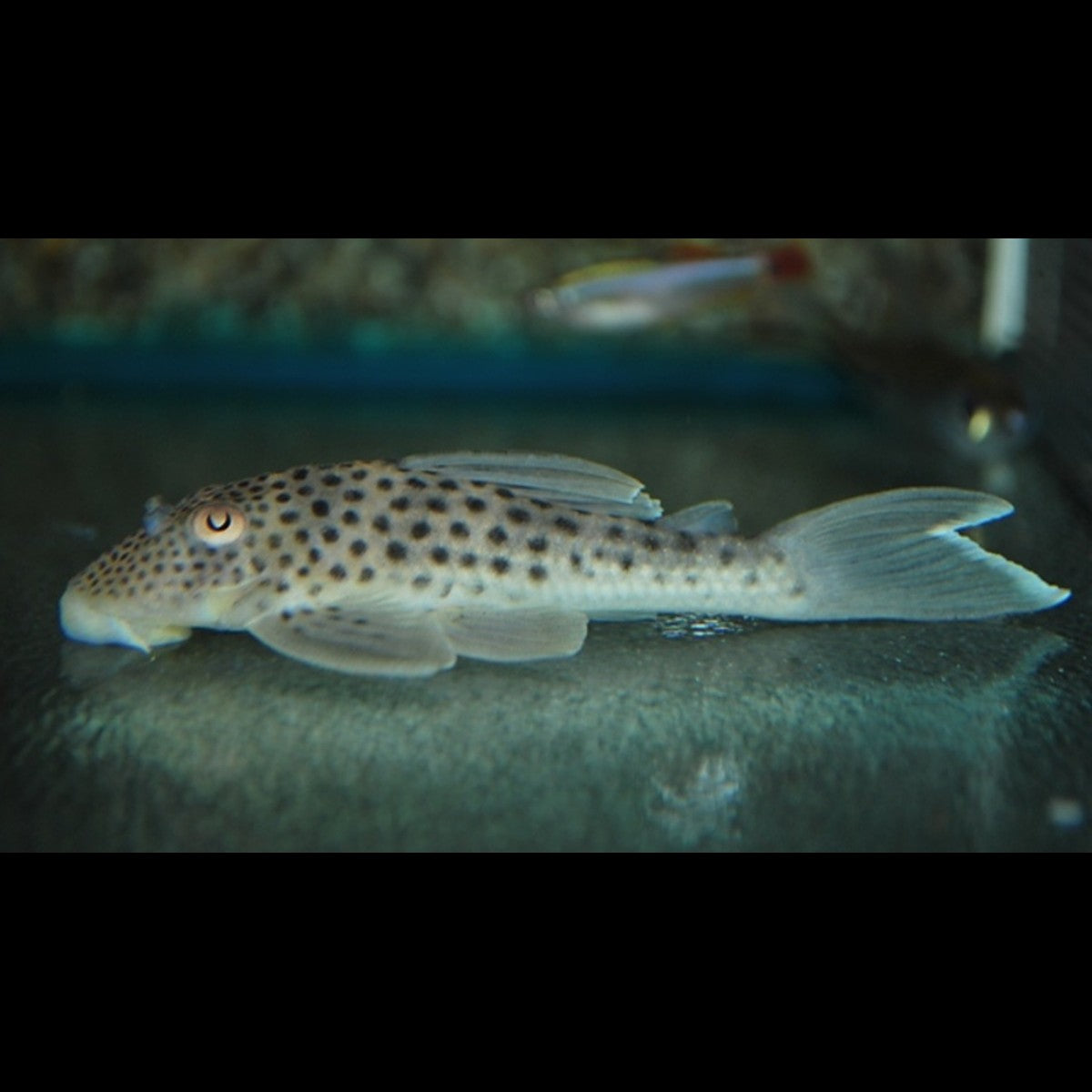 Pléco fantôme L141 sauvage (Ancistomus snethlageae) – Sur commande