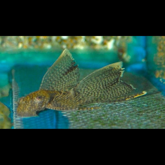 Ancistrus voile (Ancistrus cf. cirrhosus « long fin ») – Sur commande