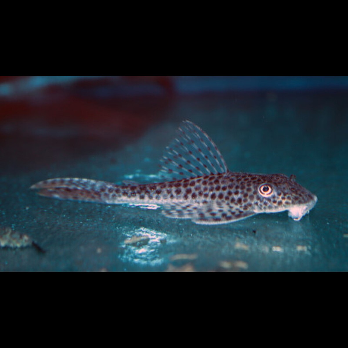 Pléco à nageoires rouges L011 (Aphanotorulus emarginatus) – Sur commande