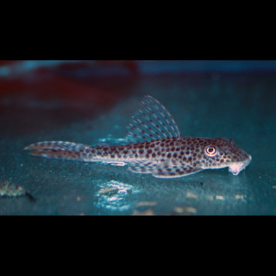Pléco à nageoires rouges L011 (Aphanotorulus emarginatus) – Sur commande