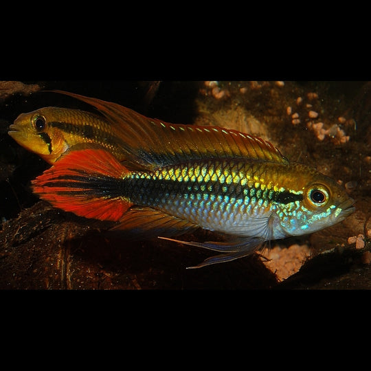 Cichlidé nain d'Agassiz Double Red (Apistogramma agassizii « Double Red ») – Sur commande