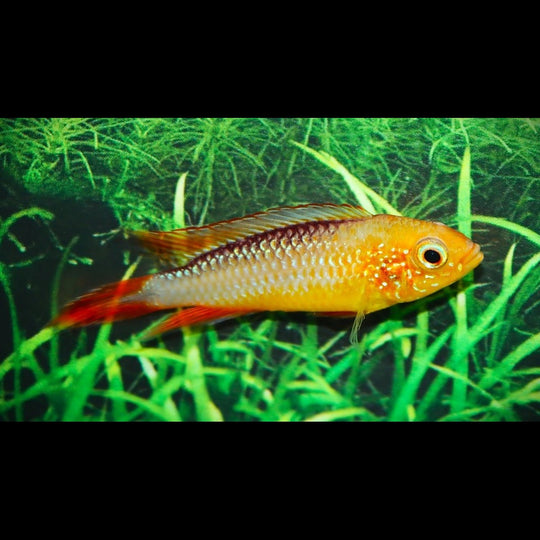 Cichlidé nain d'Agassiz Fire Fish (Apistogramma agassizii « Fire Fish ») – Sur commande