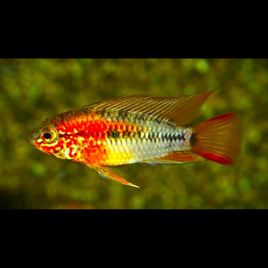 Cichlidé nain de MacMaster (Apistogramma macmasteri) – Sur commande