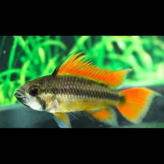 Cichlidé nain cacatoès orange (Apistogramma cacatuoides « orange ») – Sur commande