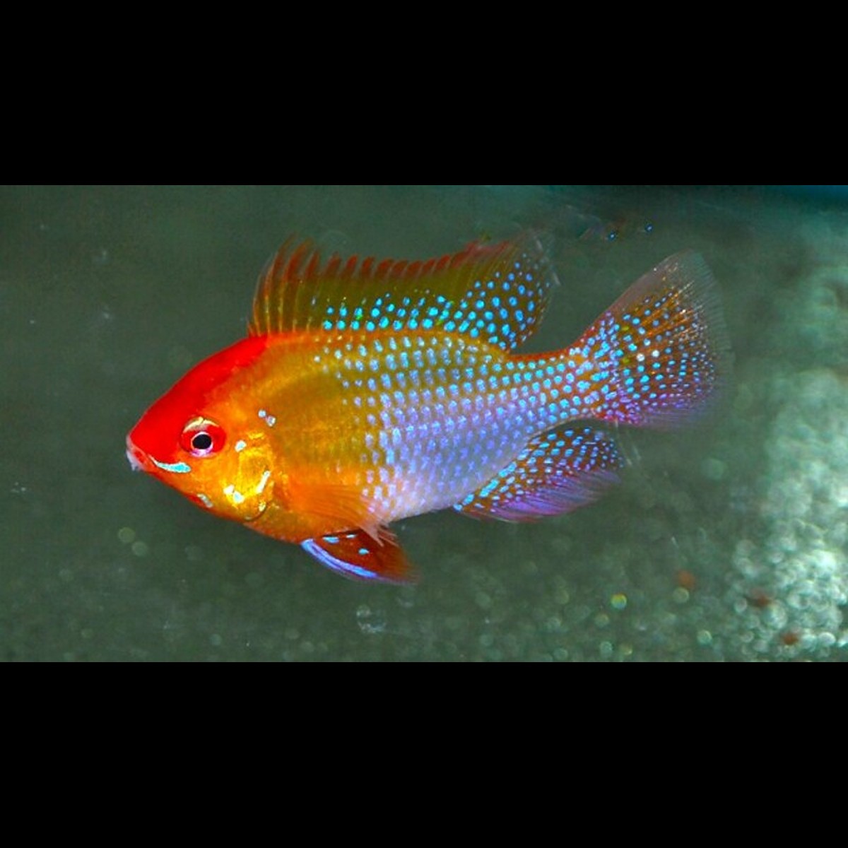 Ramirezi doré (Mikrogeophagus ramirezi « gold ») – Sur commande
