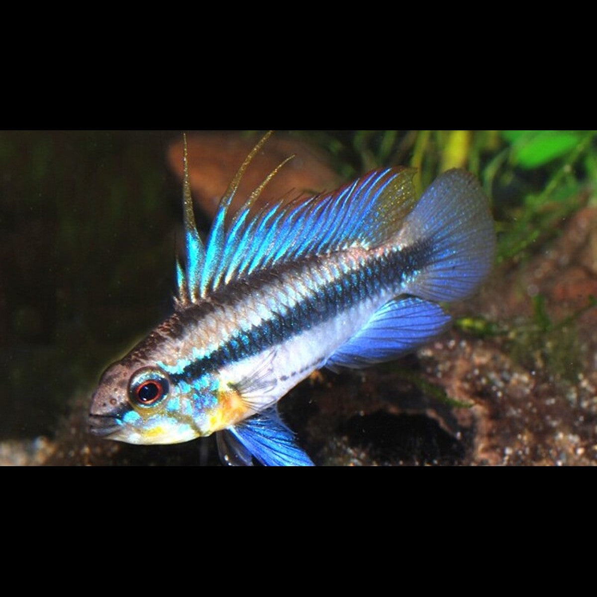 Apisto à trois bandes (Apistogramma trifasciata) – Sur commande
