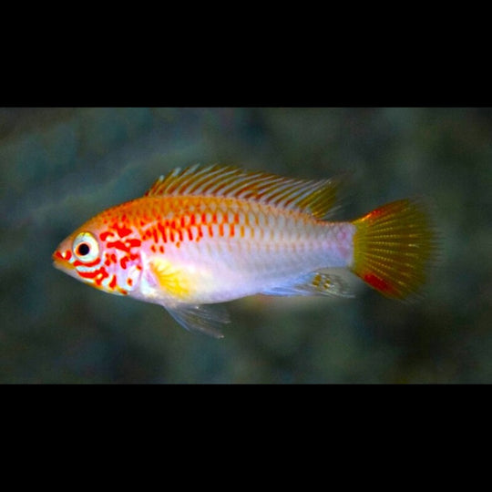 Cichlidé nain viejita doré (Apistogramma viejita « gold ») – Sur commande