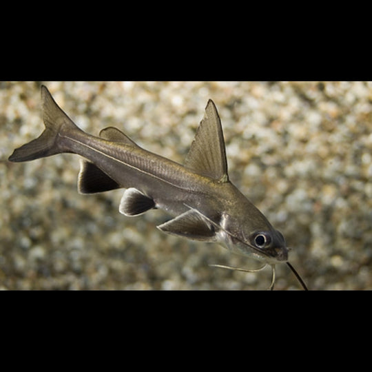 Poisson-chat DE MER sauvage (Ariopsis seemanni) – Sur commande