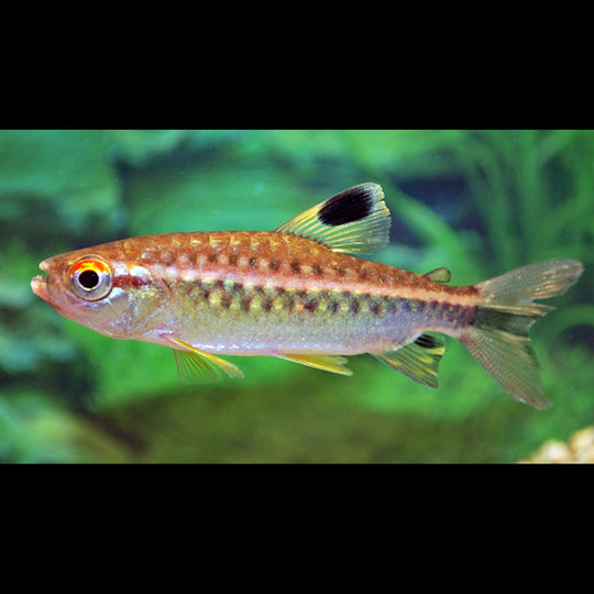 Tétra africain aux yeux rouges sauvage (Arnoldichthys spilopterus) – Sur commande