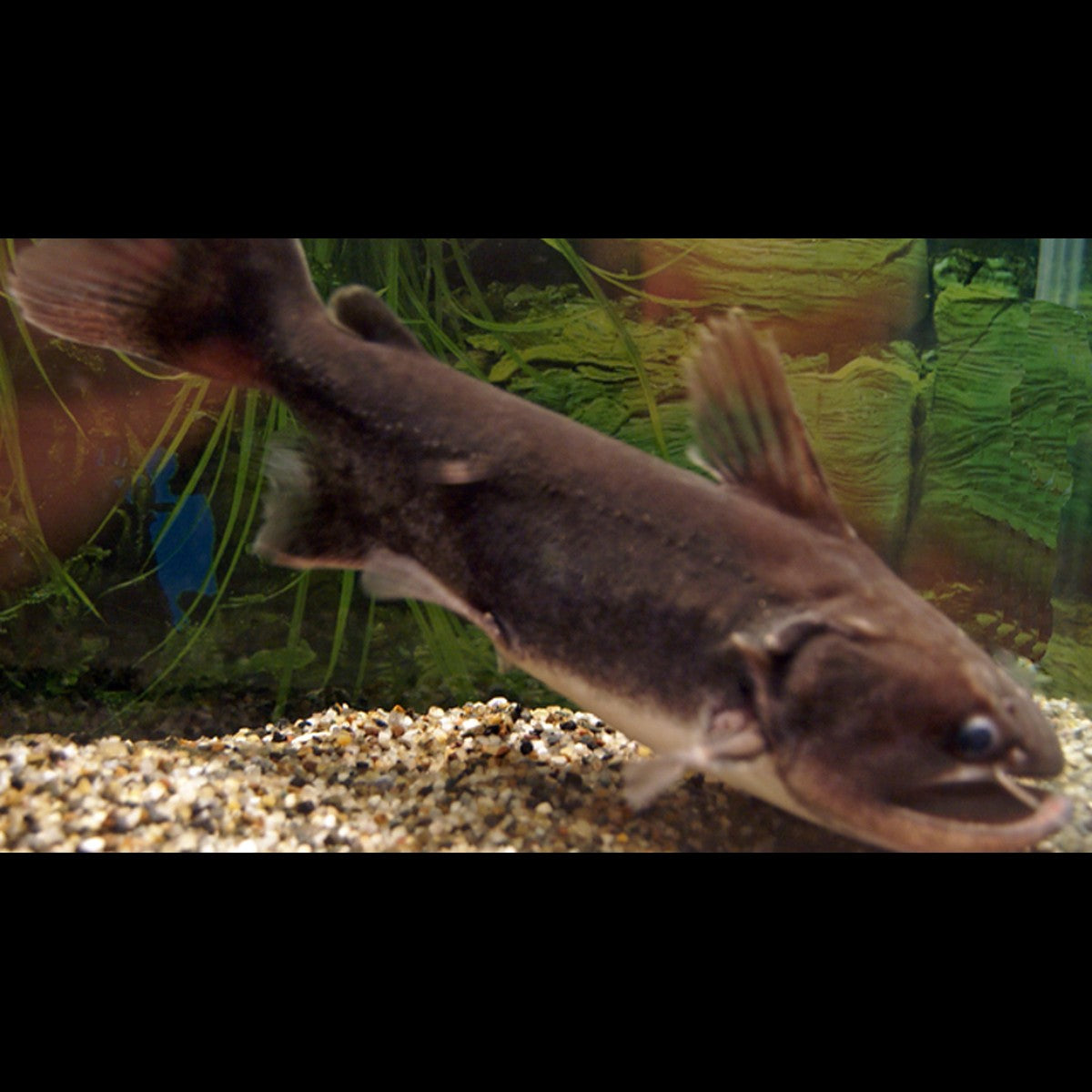 Poisson-chat OGRE sauvage (Asterophysus batrachus) – Sur commande