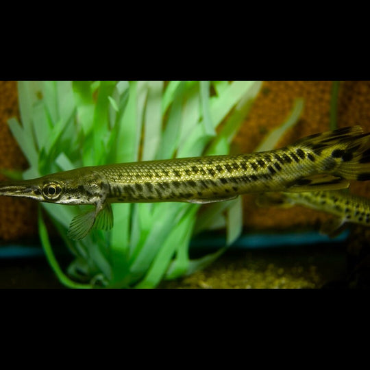 Poisson Alligator (Atractosteus spatula) – Sur commande