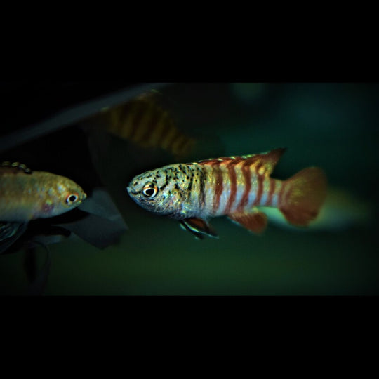 Dario Myanmar sauvage (Dario tigris (MYANMAR)) – Sur commande