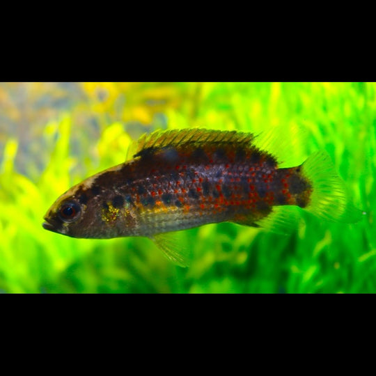 Perche Assamensis sauvage (Badis assamensis) – Sur commande