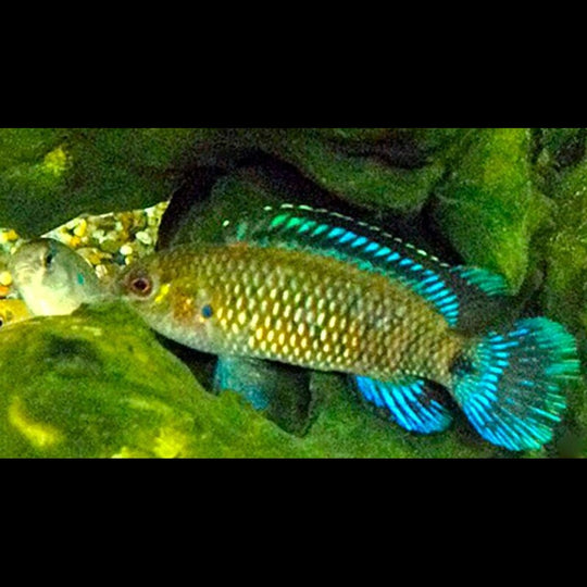 Perche Bleue sauvage (Badis badis) – Sur commande – par 10