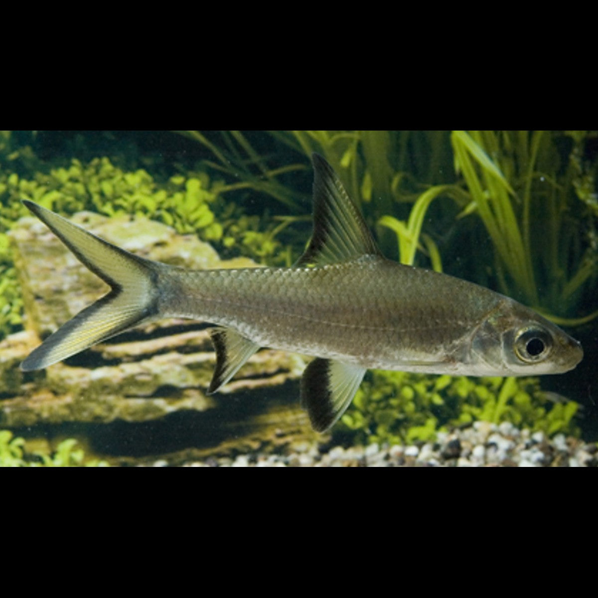 Requin argenté (Balantiocheilus melanopterus) – Sur commande