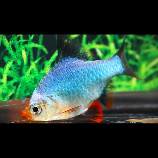 Barbus de Sumatra cobalt (Puntigrus tetrazona « cobalt ») – Sur commande