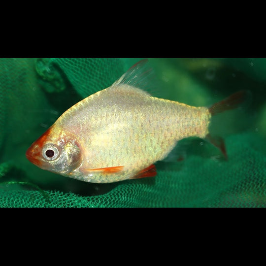Barbus de Sumatra platine (Puntigrus tetrazona « platinum ») – Sur commande