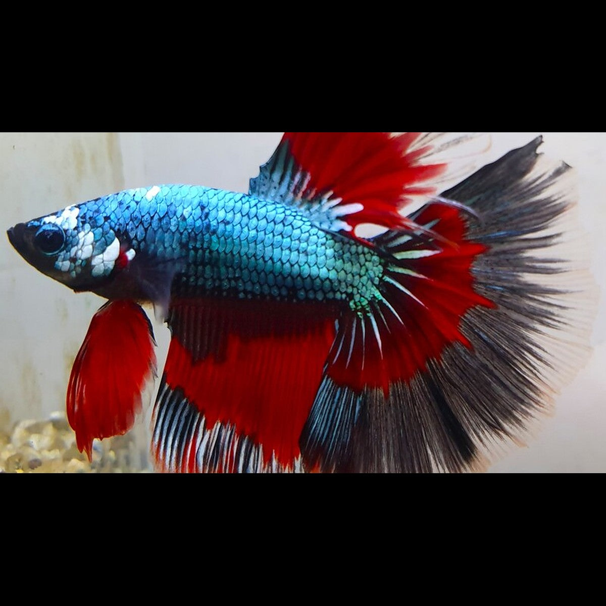 Combattant Halfmoon Dragon (mâle) (Betta sp. halfmoon dragon) – Sur commande