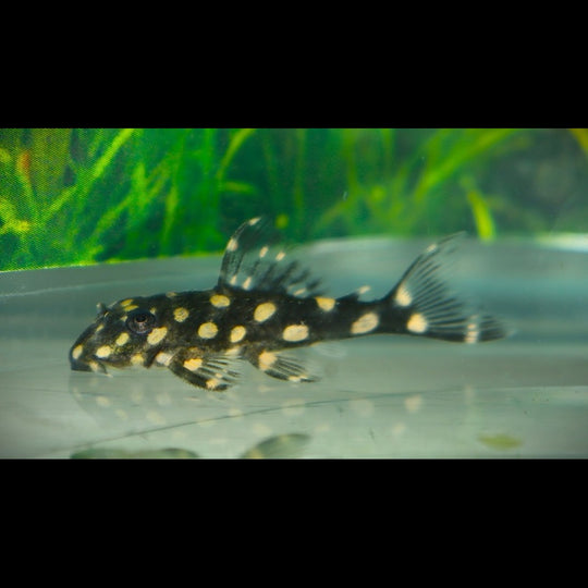 Hypancistrus L471 sauvage (Hypancistrus sp. L471) – Sur commande