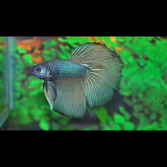 Combattant Super Delta (mâle) (Betta sp. super delta) – Sur commande