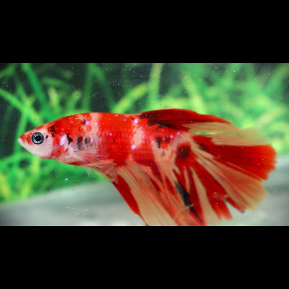 Combattant Halfmoon KOI (mâle) (Betta sp. halfmoon koi) – Sur commande