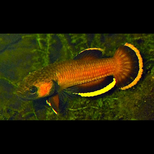 Betta albimarginata (Betta albimarginata) – Sur commande