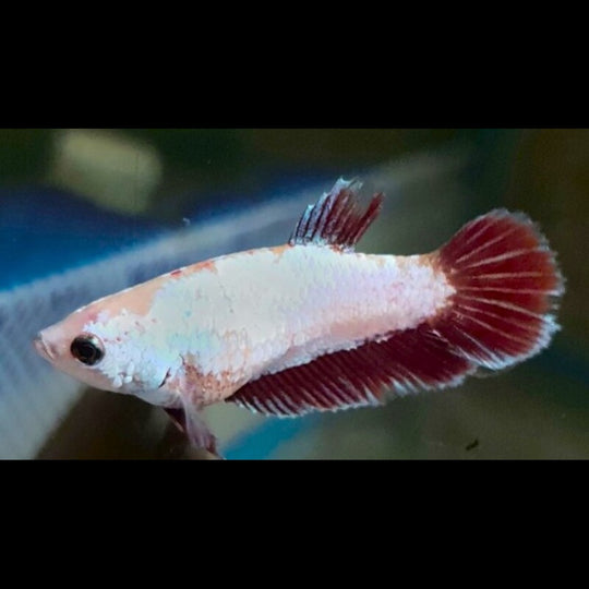 Combattant Super Delta (femelle) (Betta sp. super delta) – Sur commande