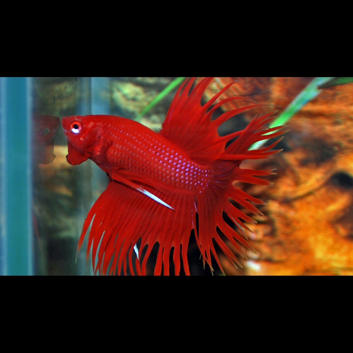 Combattant Crowntail (mâle) (Betta sp. crowntail) – Sur commande