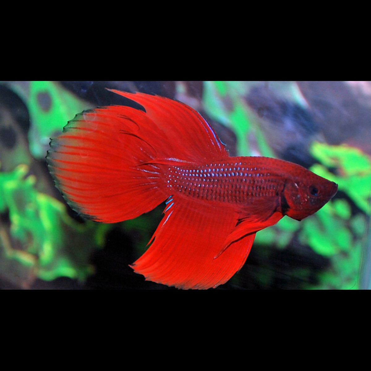 Combattant (mâle) (Betta splendens) – Sur commande