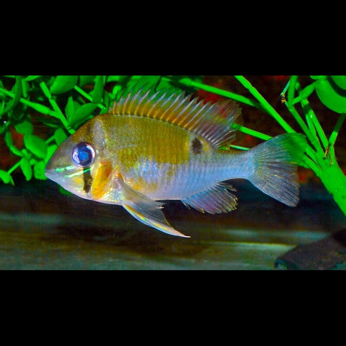 Cichlidé Cupidon sauvage (Biotodoma cupido)