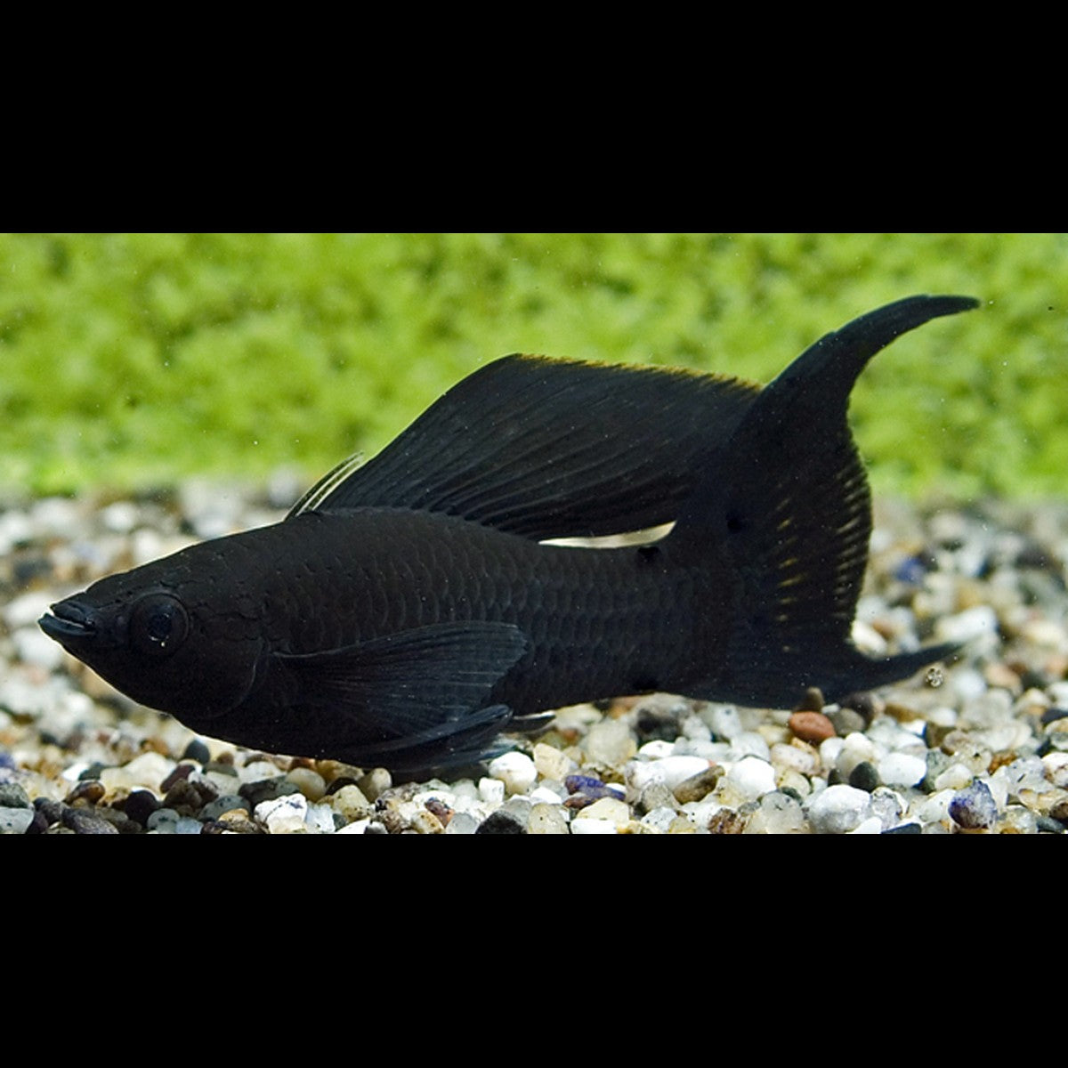 Black Molly Voile (Poecilia sphenops black longfin) – Sur commande – par 10