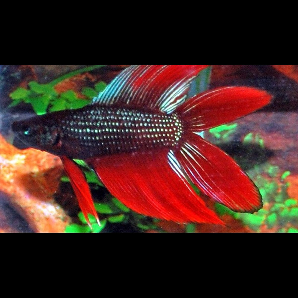 Combattant Double TAIL (mâle) (Betta sp. doubletail) – Sur commande