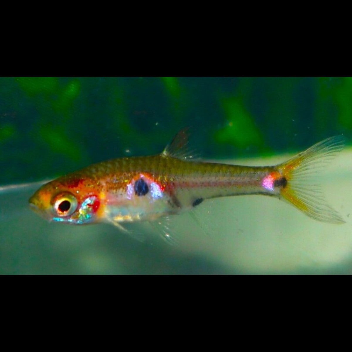 Rasbora nain naevus sauvage (Boraras naevus) – Sur commande – par 10