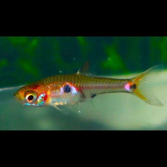 Rasbora nain naevus sauvage (Boraras naevus) – Sur commande – par 10