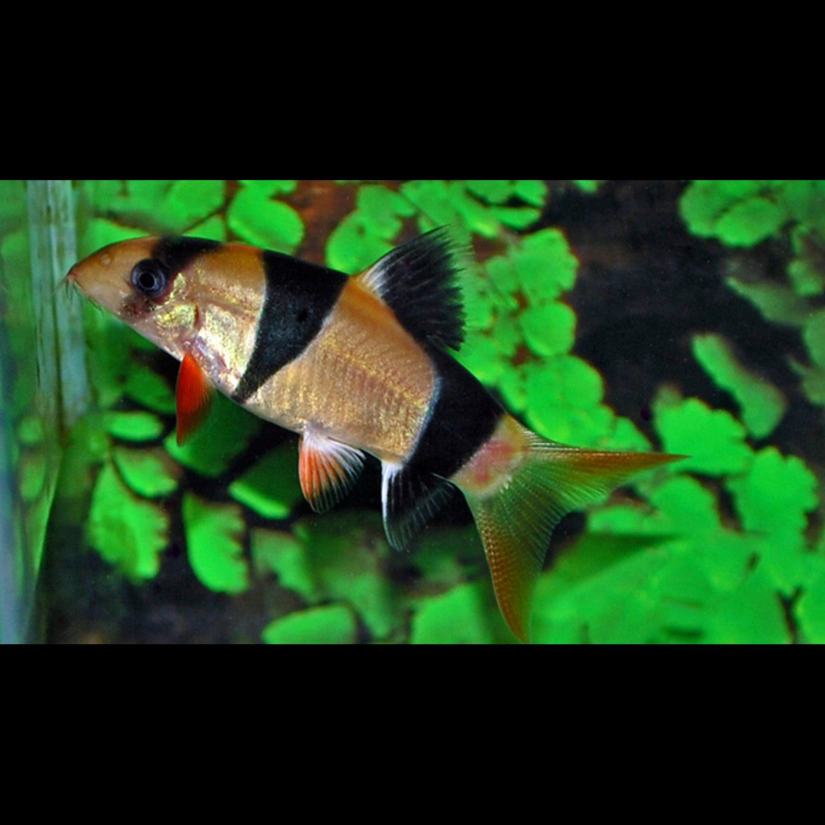 Loche clown (Chromobotia macracanthus)