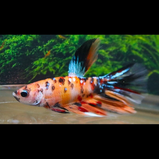 Combattant SP. Super Delta NEMO (mâle) (Betta sp. super delta nemo) – Sur commande