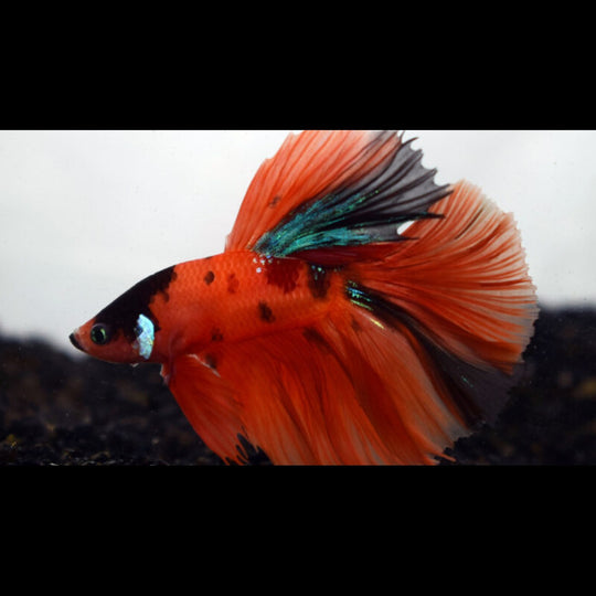 Combattant SP. Halfmoon NEMO (mâle) (Betta sp. halfmoon nemo) – Sur commande
