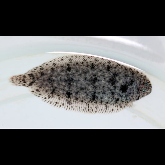 SOLE VeloutĂ©e sauvage (Brachirus villosus) â Sur commande